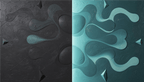 Void & Tide biomorphic abstract artwork with graphite-black, mint and teal divided fields